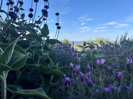 10285 Ponderosa Way, Pine Grove, CA 95665 Photo