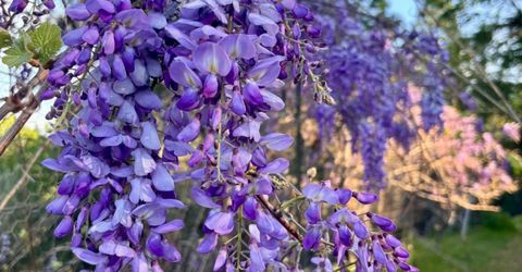 10285 Ponderosa Way, Pine Grove, CA 95665 Photo