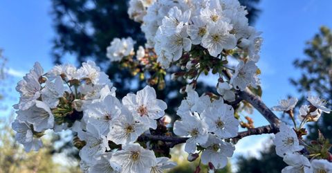 10285 Ponderosa Way, Pine Grove, CA 95665 Photo