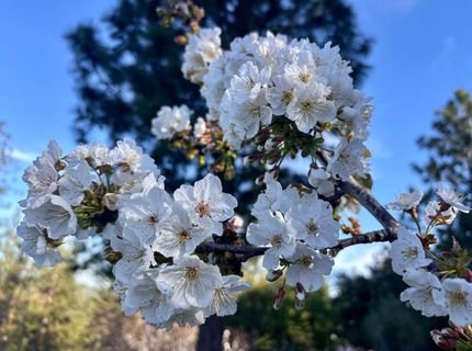 10285 Ponderosa Way, Pine Grove, CA 95665 Photo