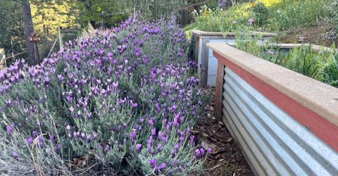 10285 Ponderosa Way, Pine Grove, CA 95665 Photo