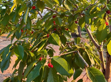 10285 Ponderosa Way, Pine Grove, CA 95665 Photo