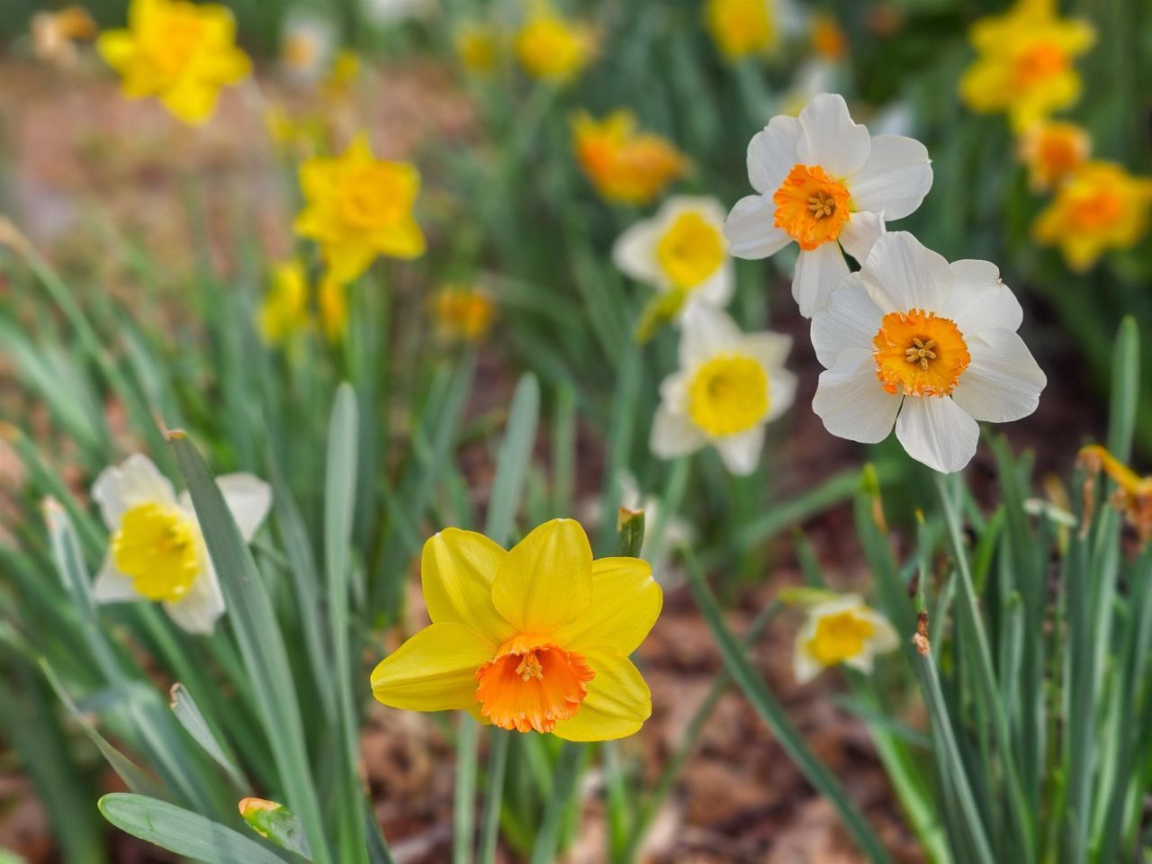 226 Westleton Dr.  Photo 44