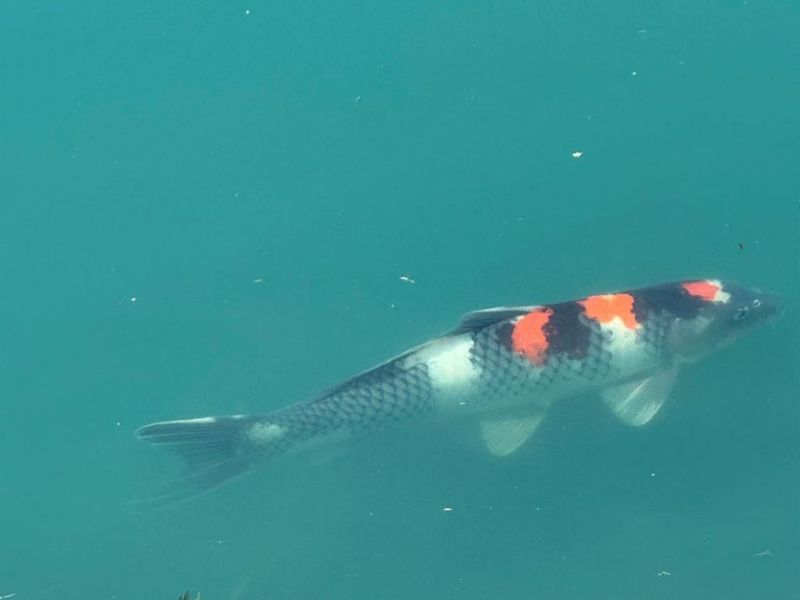 4301 Carnell Drive, Clearcreek Twp., OH 45036 Photo 82