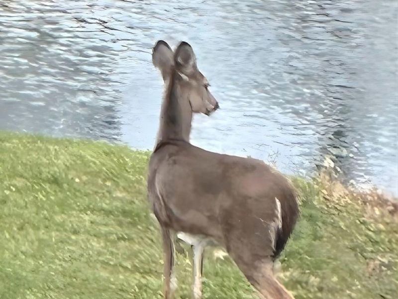 4301 Carnell Drive, Clearcreek Twp., OH 45036 Photo 83