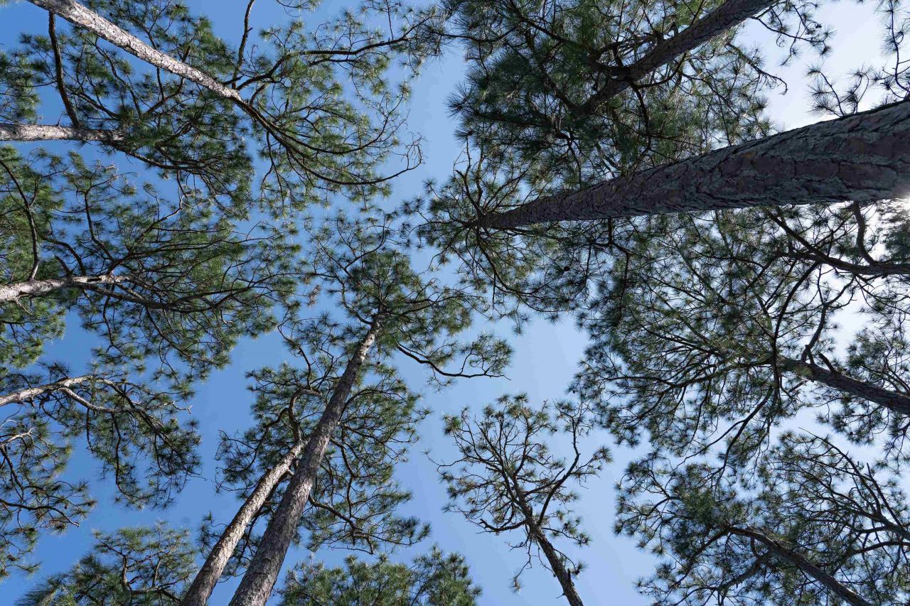 147 Lightning Bug Lane , Saint Teresa, FL 32358 Photo