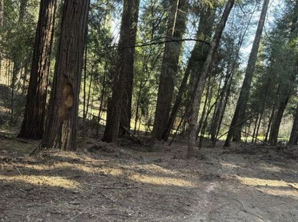 Caine Rd, Alta, CA 95701 Photo