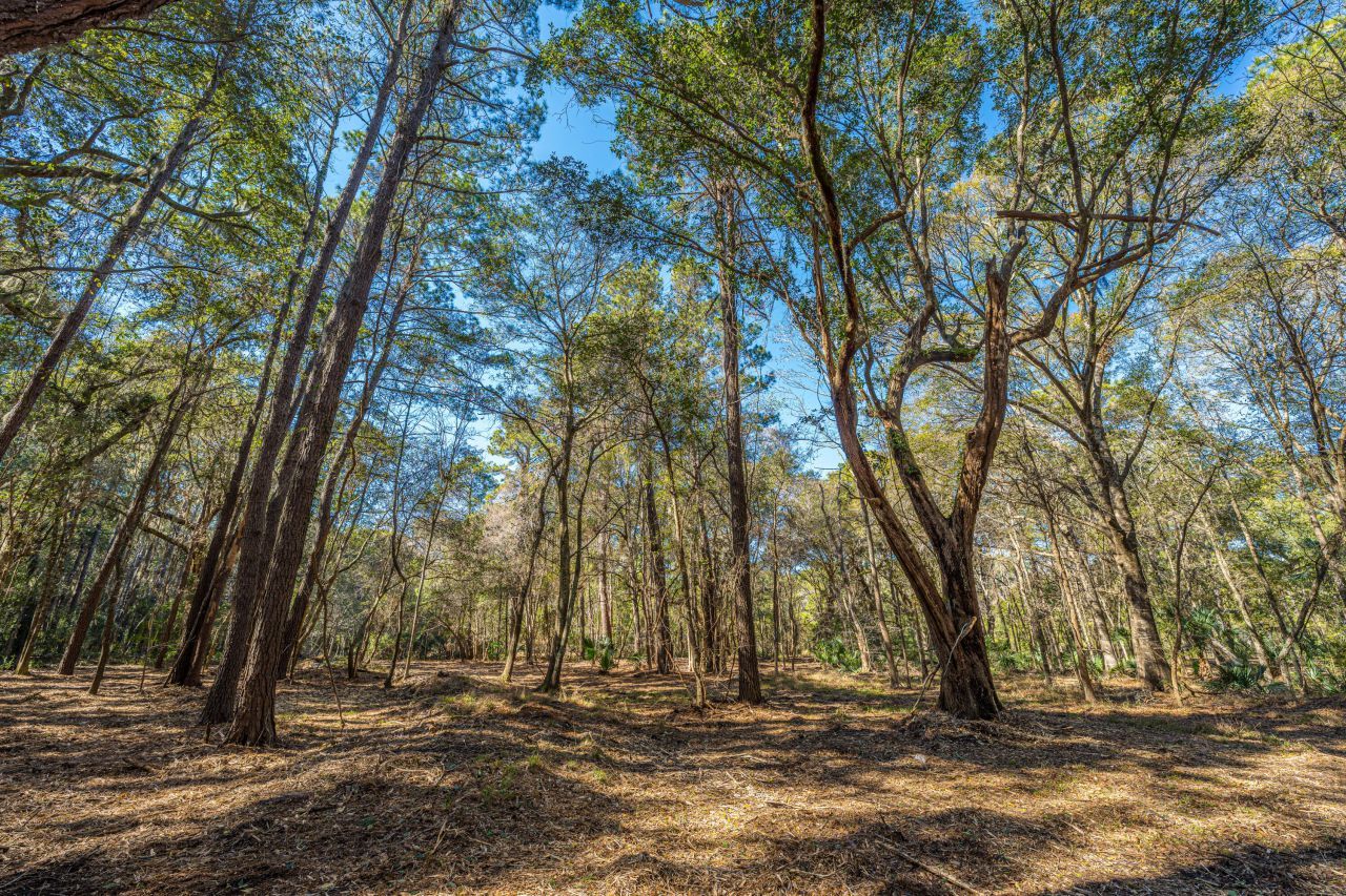 4066 Gnarled Oaks Lane Photo 15