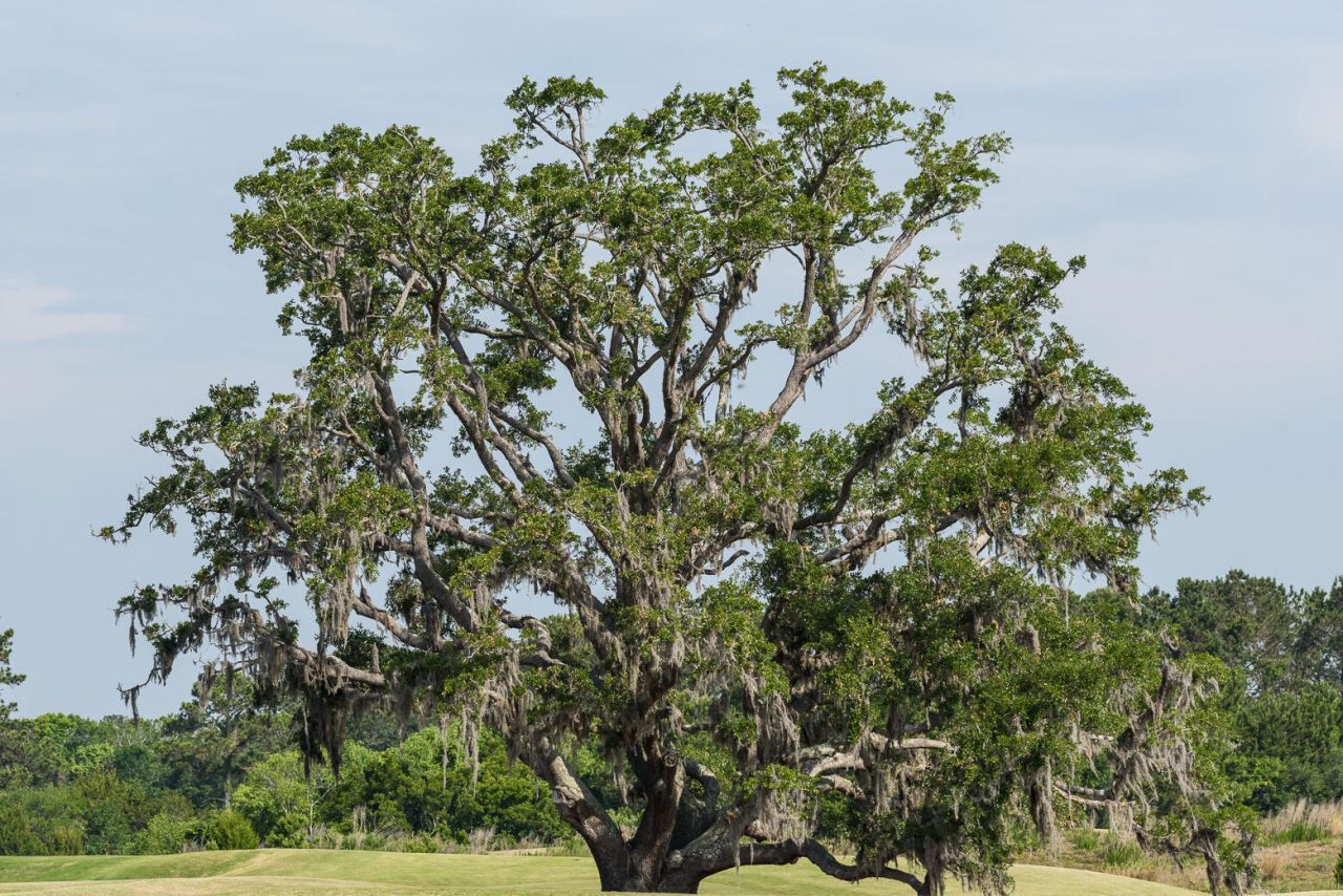 4066 Gnarled Oaks Lane Photo 37
