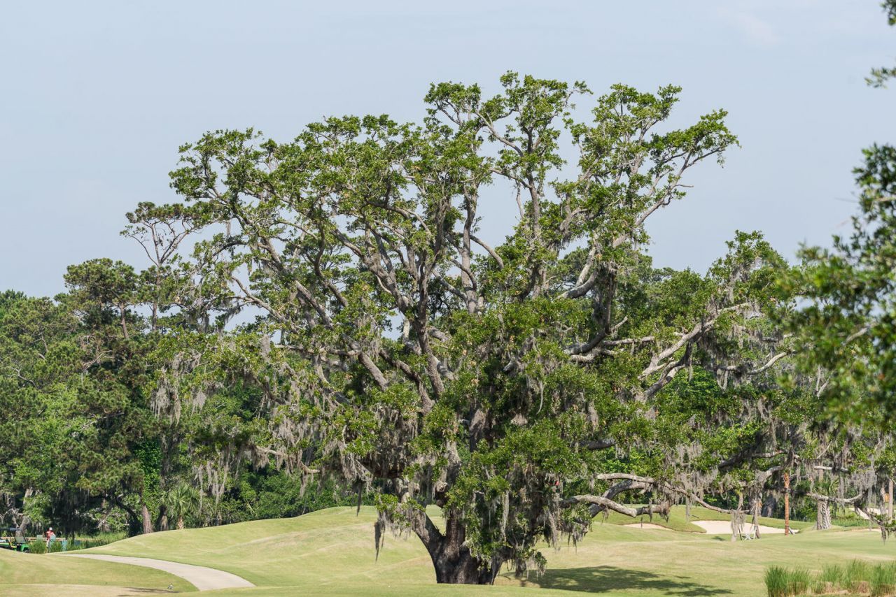 4066 Gnarled Oaks Lane Photo 38