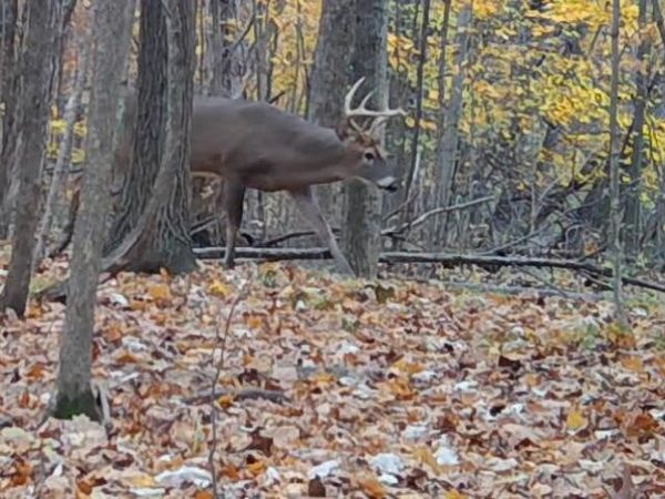 S Pittsford Road, Unit 0 V/L, Pittsford, MI 49271