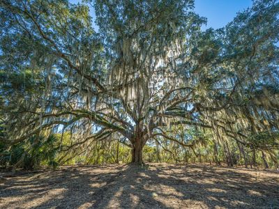 4129 Gnarled Oaks Lane, Johns Island, SC 29455