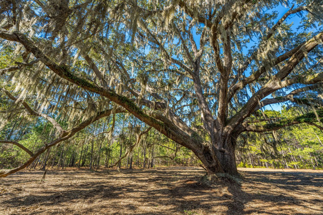 4129 Gnarled Oaks Lane Photo 10