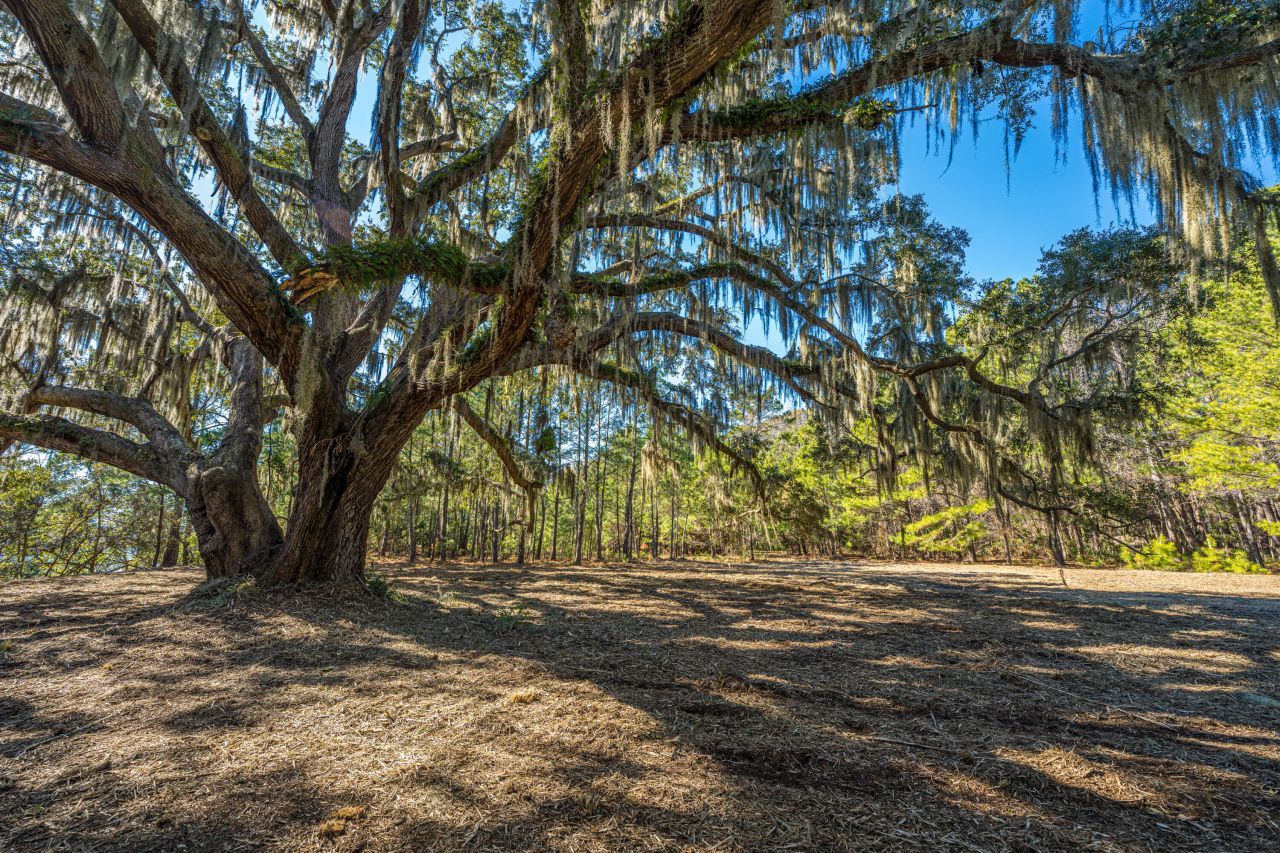 4129 Gnarled Oaks Lane Photo 12