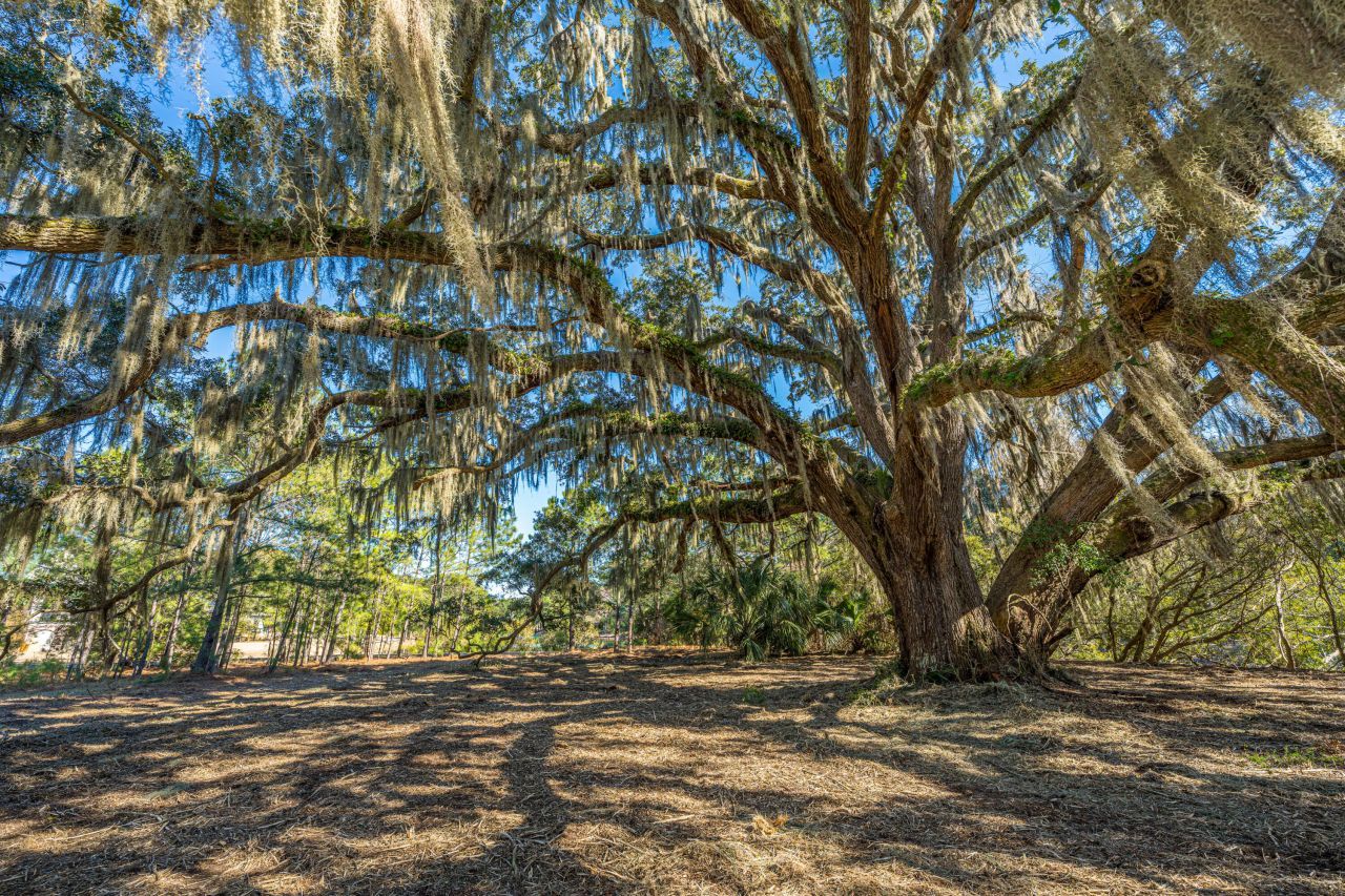 4129 Gnarled Oaks Lane Photo 5