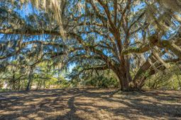 4129 Gnarled Oaks Lane photo 4