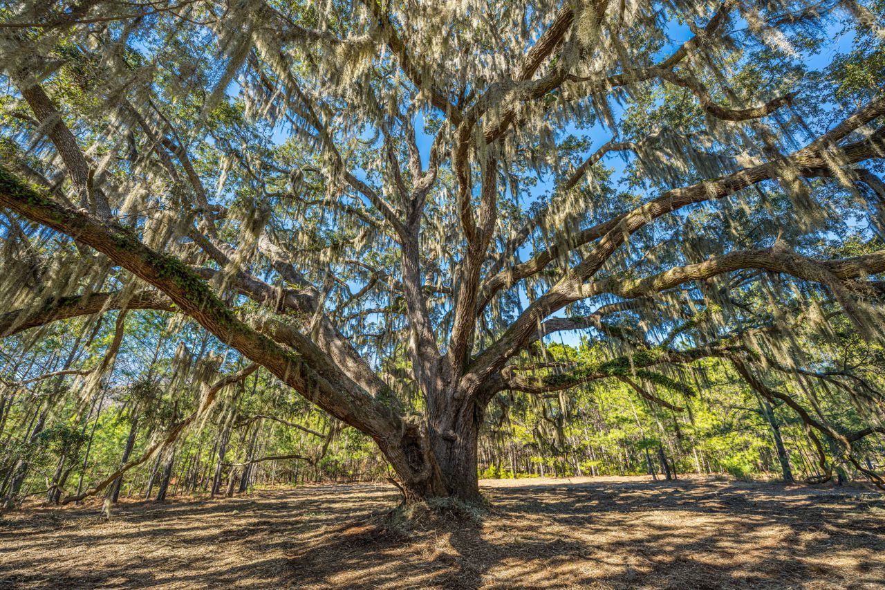 4129 Gnarled Oaks Lane Photo 9
