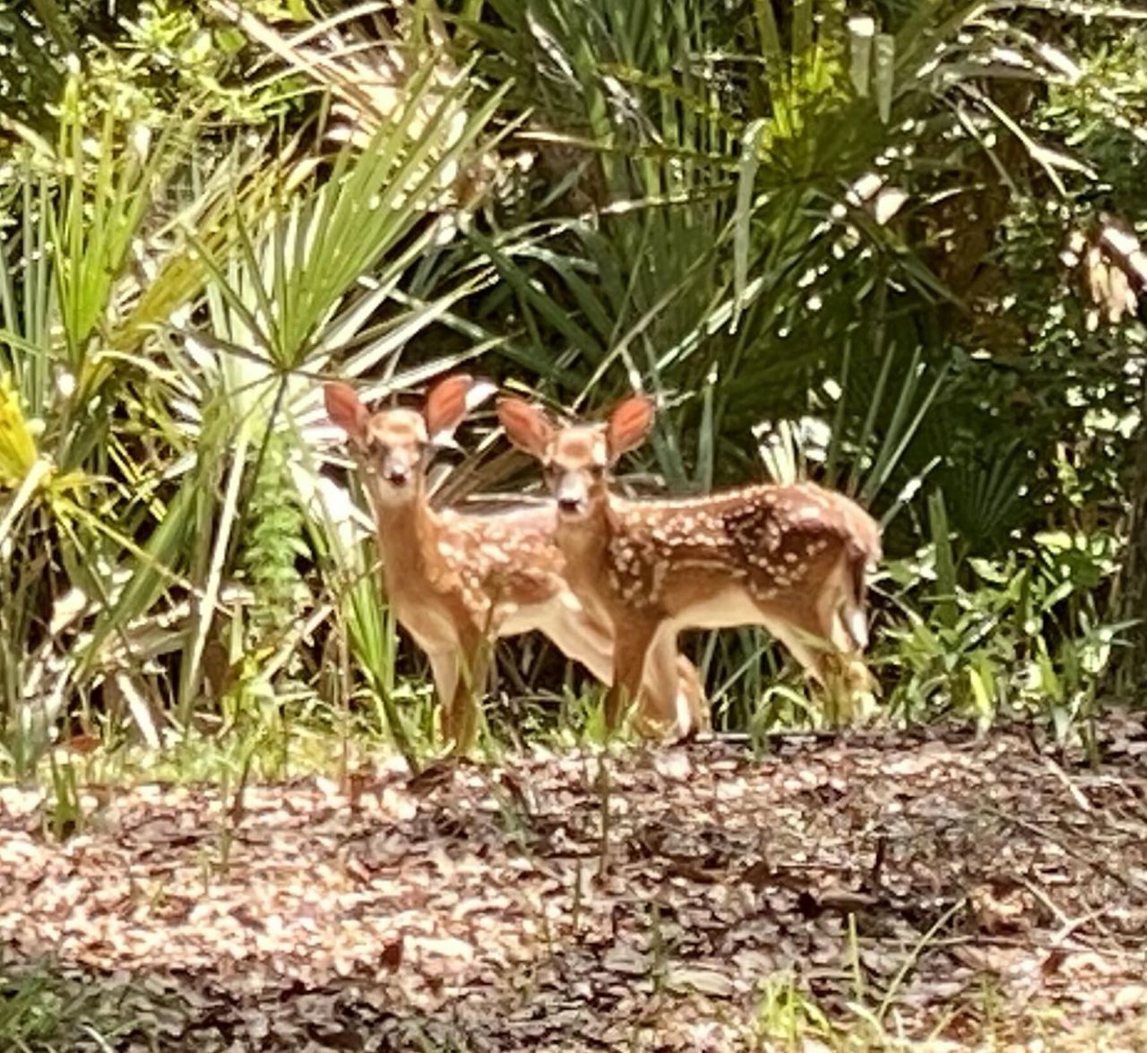 4020 Marshwalk Trace Photo 34