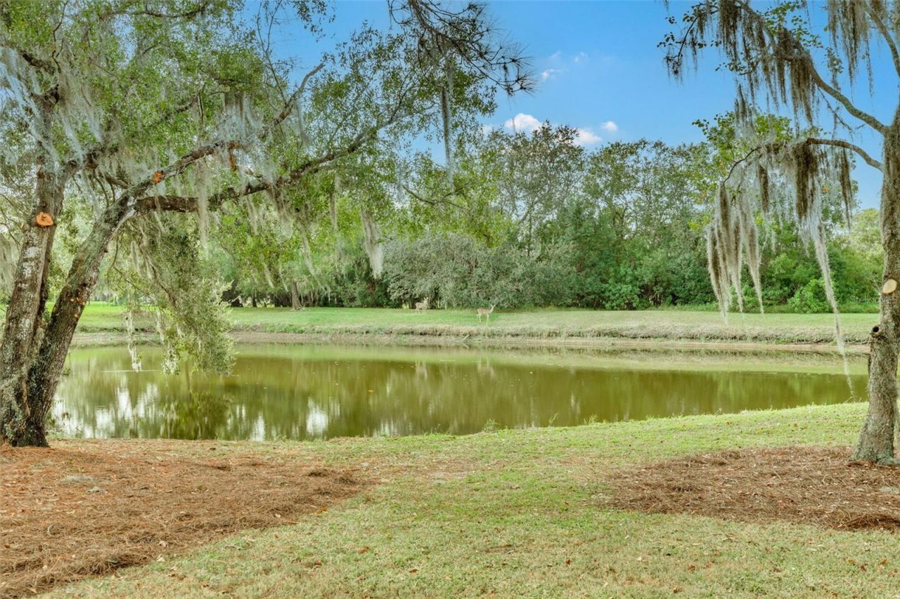 470 Hickorynut Avenue, Oldsmar, FL 34677 Photo