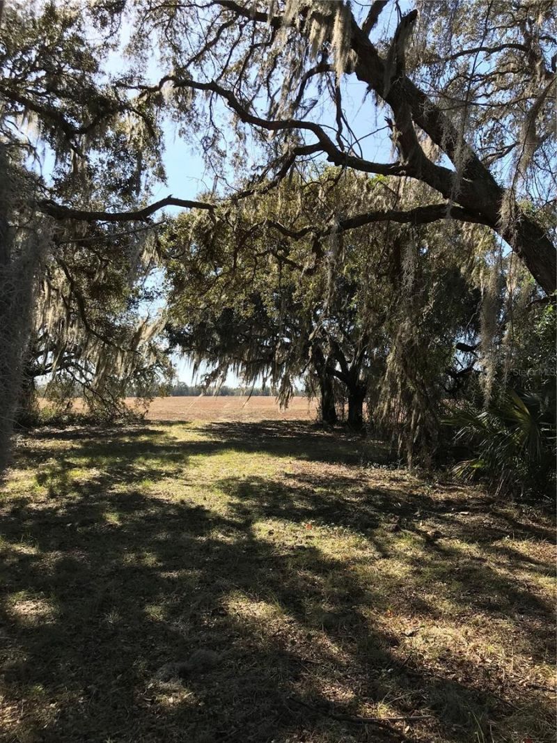 Tbd NE 56th Court, Anthony, FL 32617 Photo