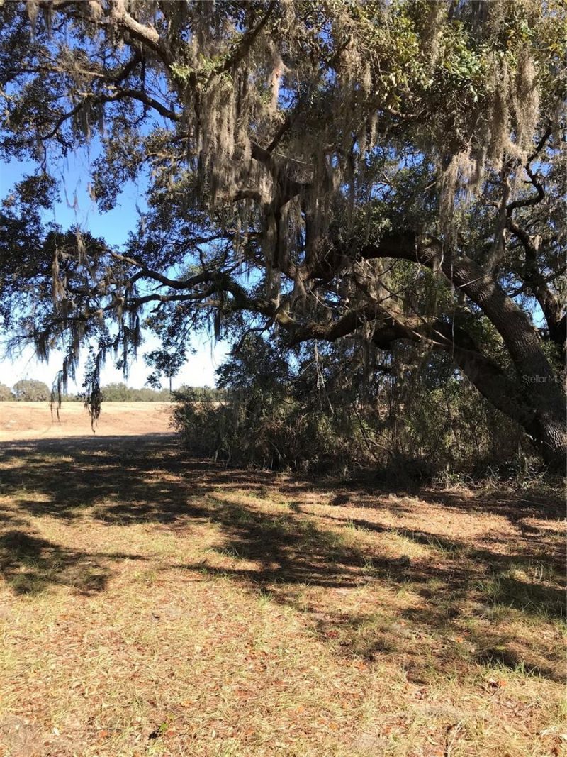 Tbd NE 56th Court, Anthony, FL 32617 Photo