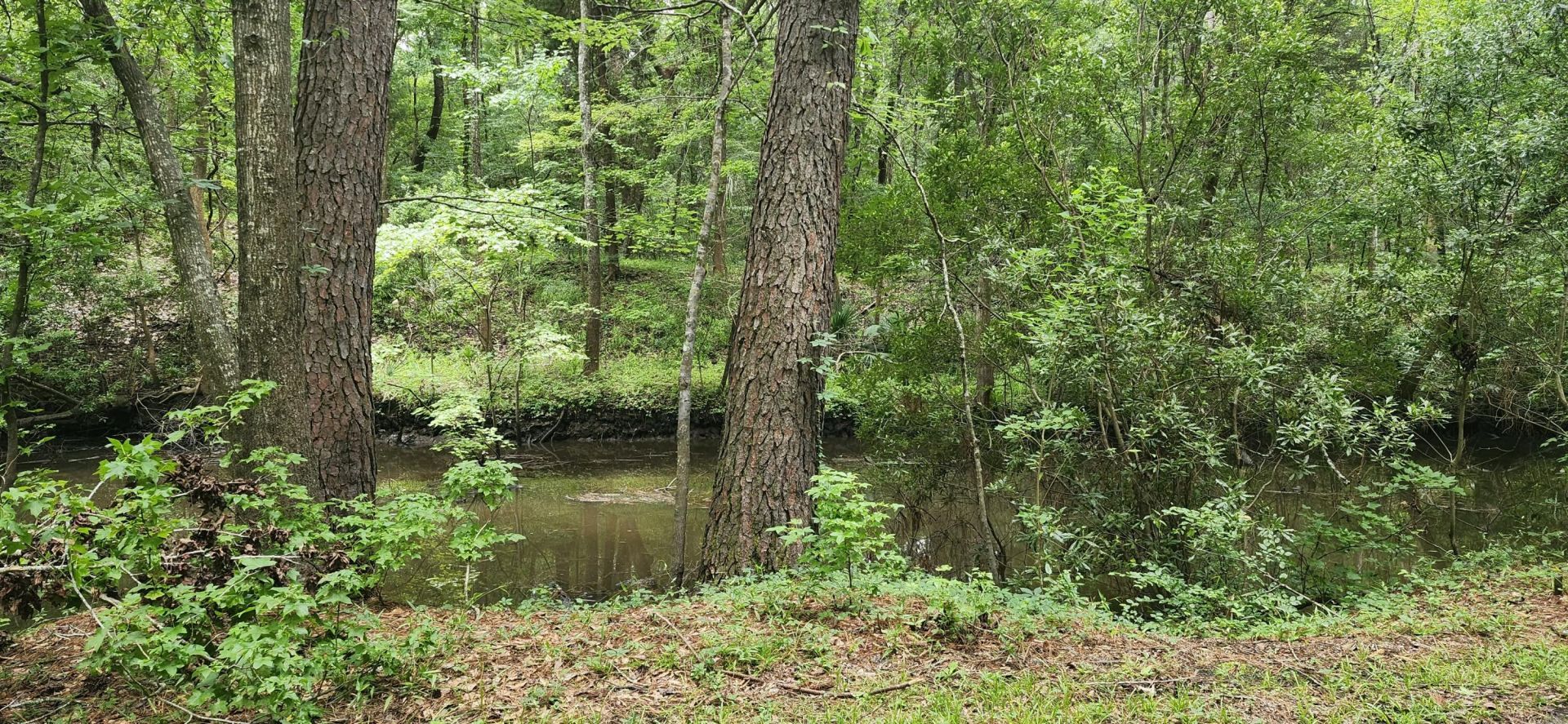 113 Hampton Drive Photo 4