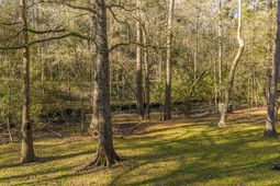 113 Hampton Drive photo 4