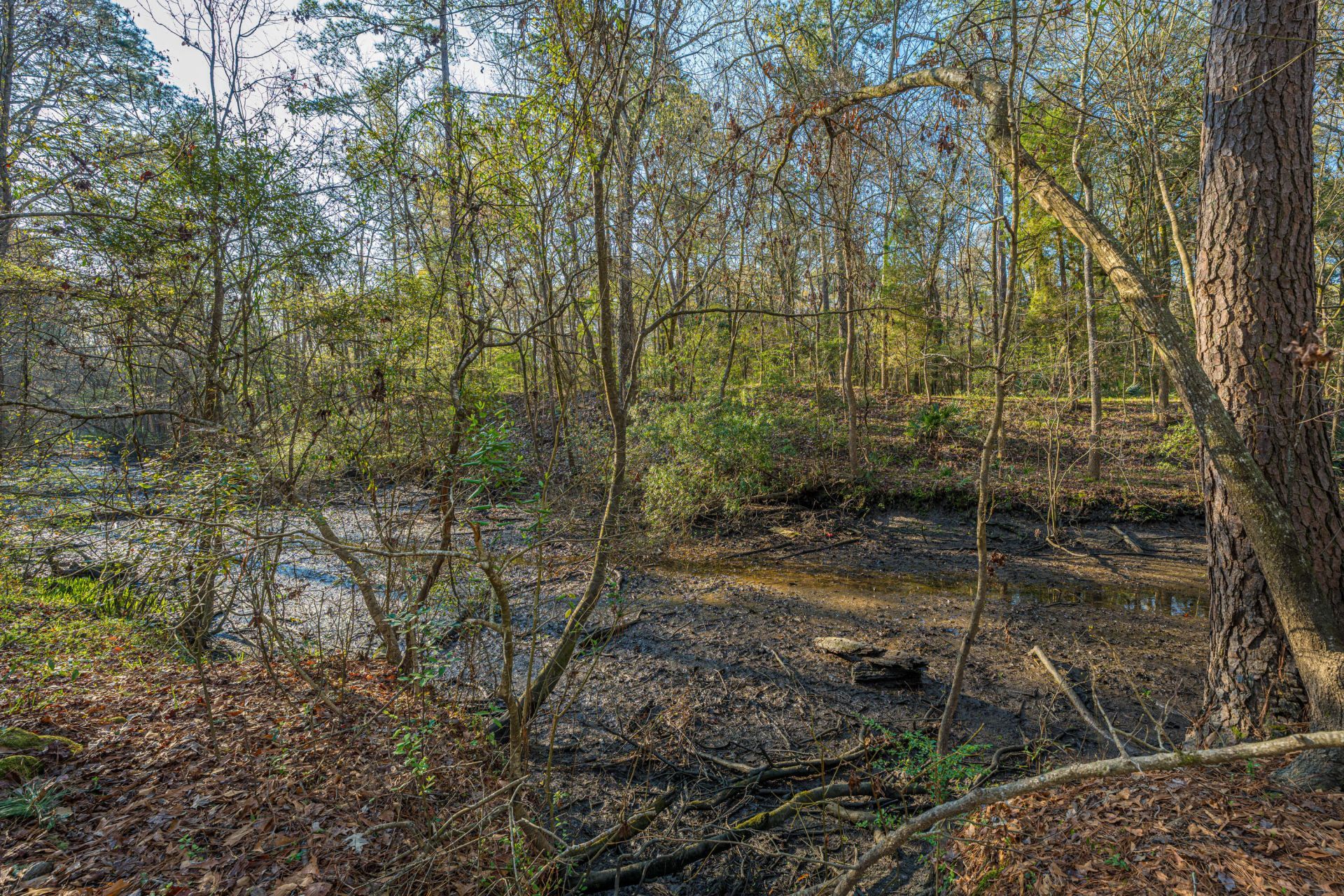 113 Hampton Drive Photo 6