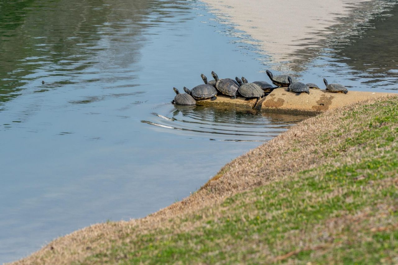 505 Whitebark St. Photo 46