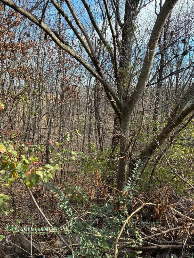 00 Poplar Drive Lot 31, Sweetwater, TN 37874 Main Photo