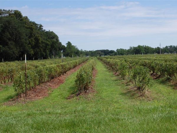 18811 SE 243RD STREET , HAWTHORNE, FL 32640