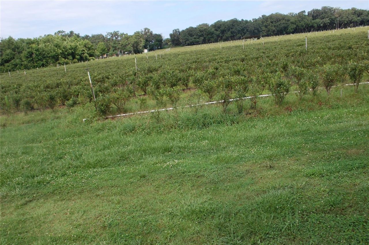 18811 SE 243rd Street, Hawthorne, FL 32640 Photo