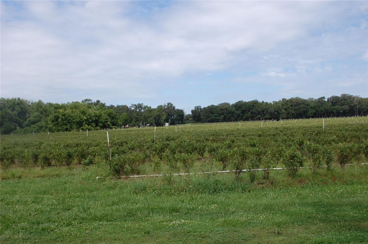 18811 SE 243rd Street, Hawthorne, FL 32640 Photo