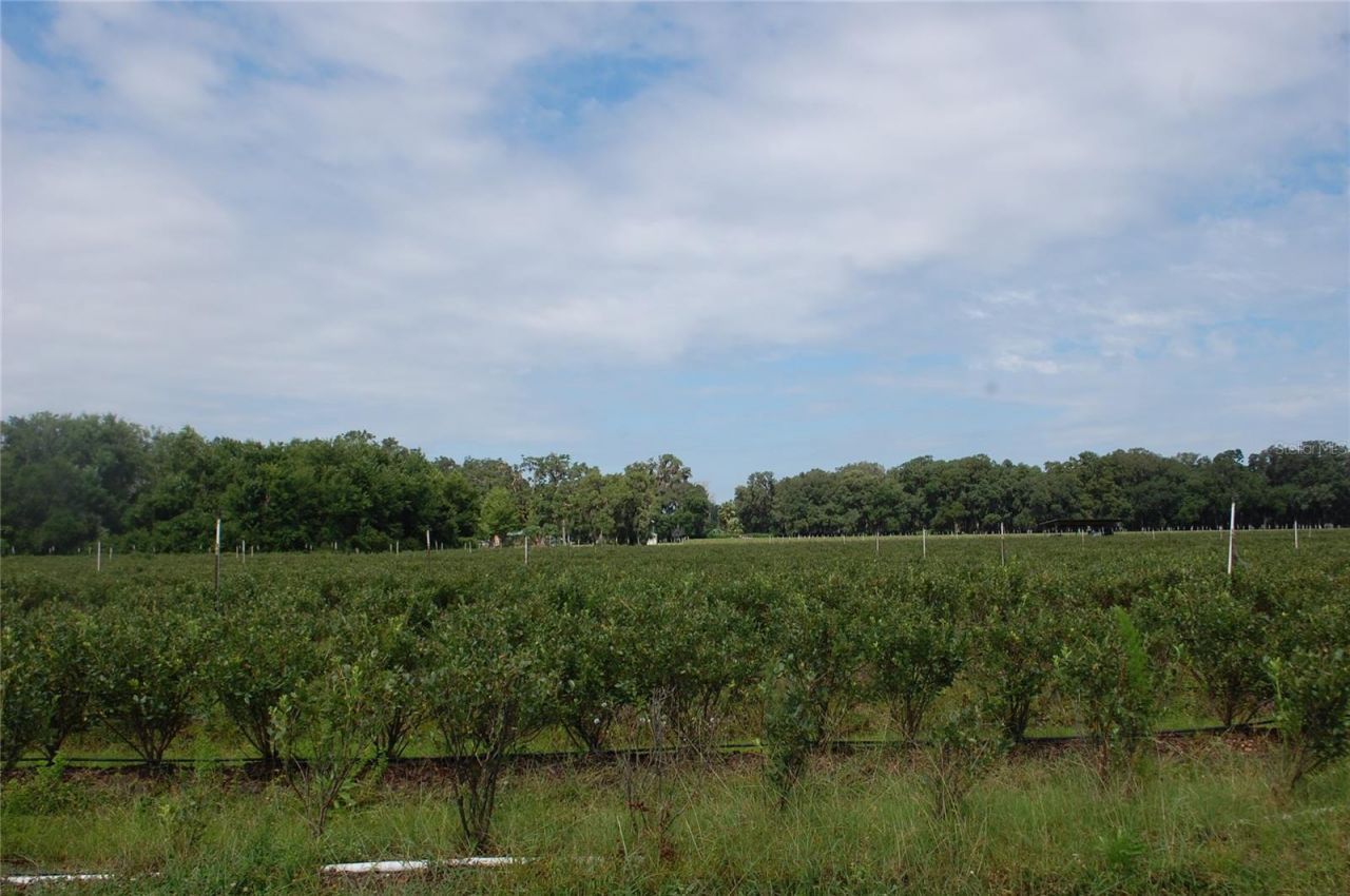 18811 SE 243rd Street, Hawthorne, FL 32640 Photo