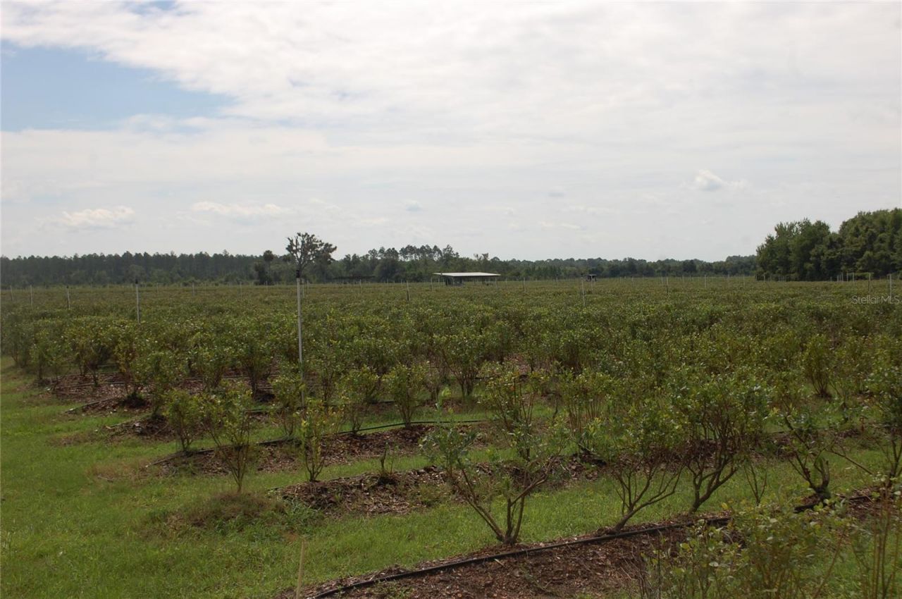 18811 SE 243rd Street, Hawthorne, FL 32640 Photo