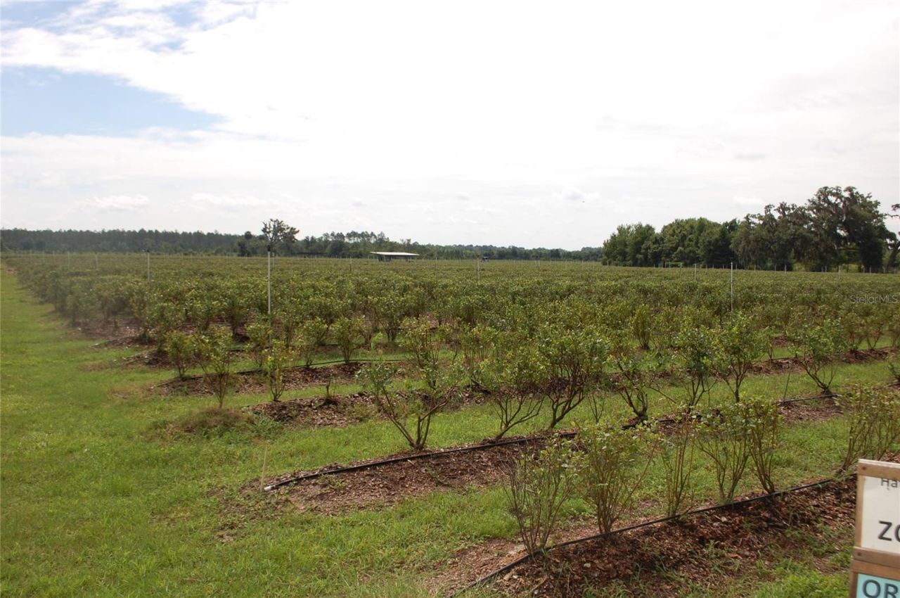 18811 SE 243rd Street, Hawthorne, FL 32640 Photo