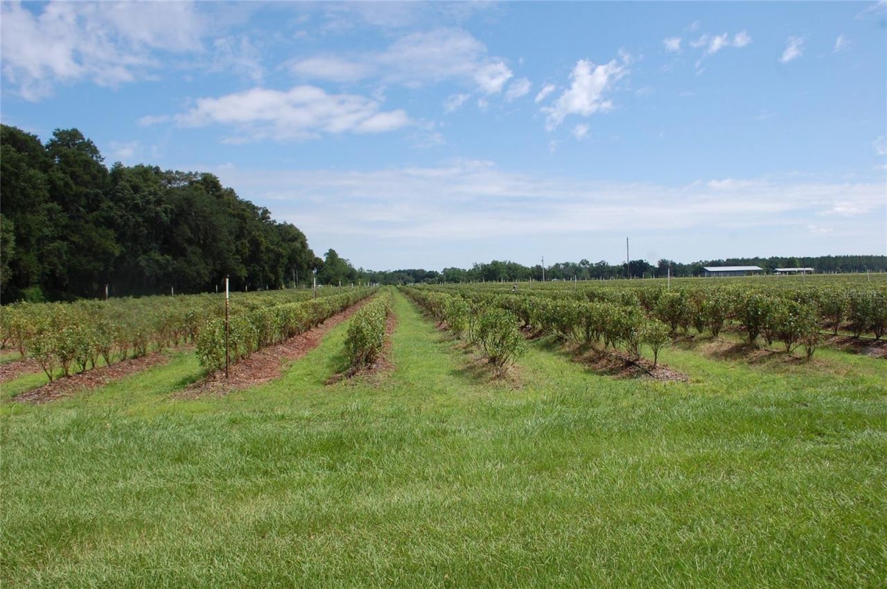 18811 SE 243rd Street, Hawthorne, FL 32640 Photo