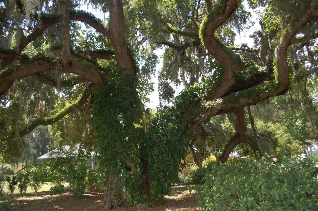 18811 SE 243rd Street, Hawthorne, FL 32640 Photo