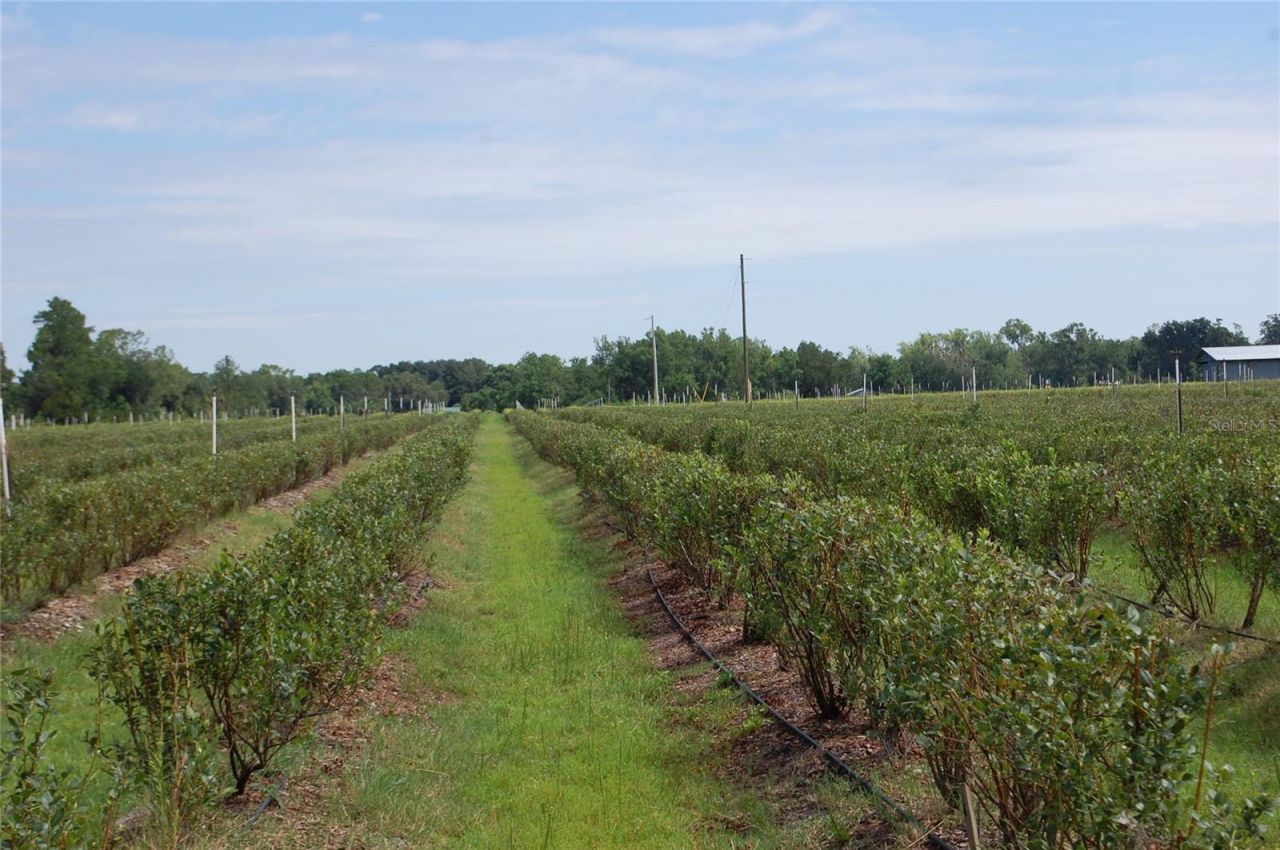 18811 SE 243rd Street, Hawthorne, FL 32640 Photo