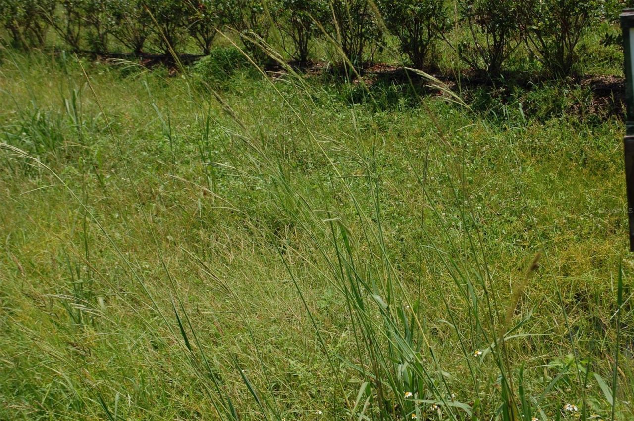 18811 SE 243rd Street, Hawthorne, FL 32640 Photo