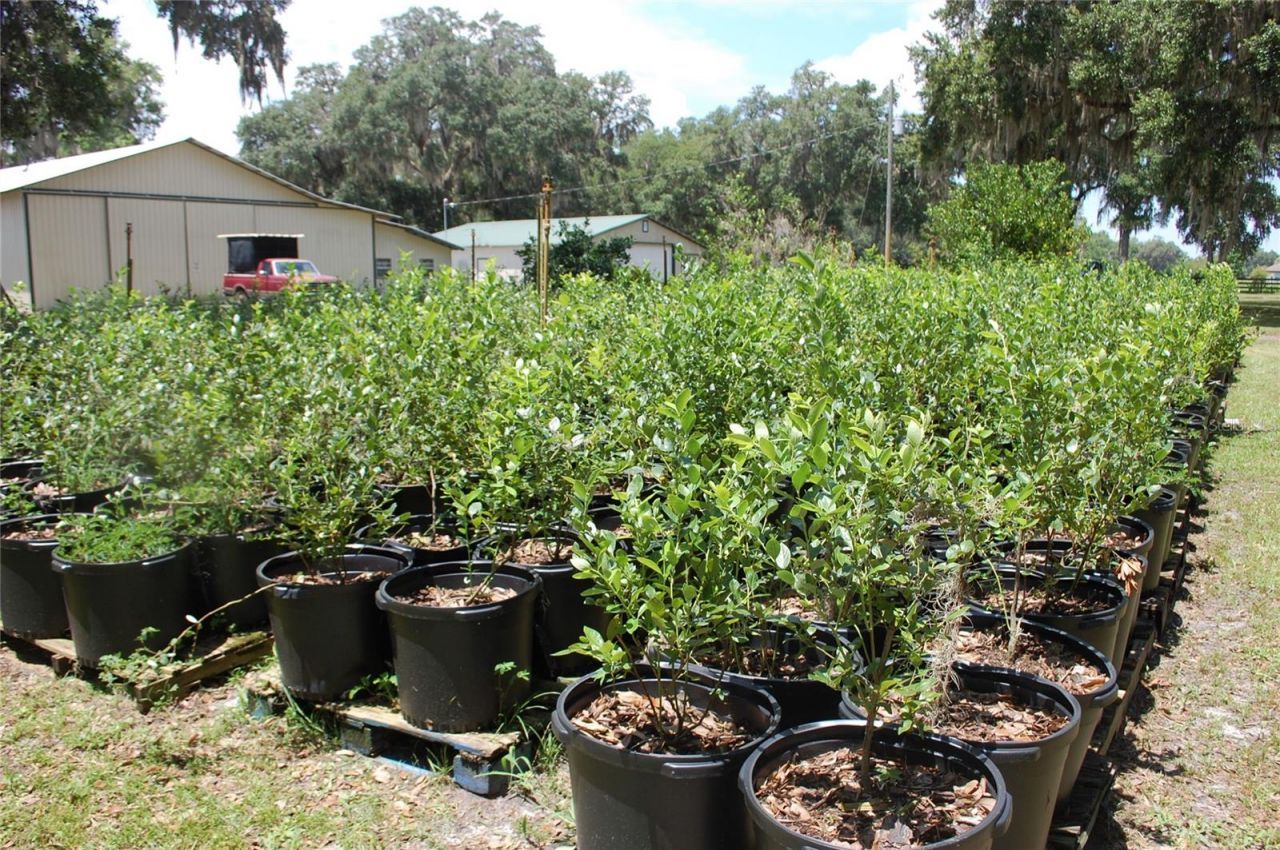 18811 SE 243rd Street, Hawthorne, FL 32640 Photo