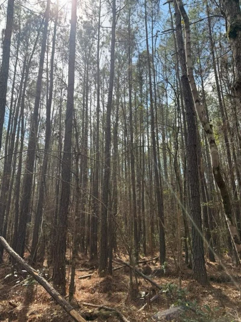 0 School Bus Rd  Photo 10