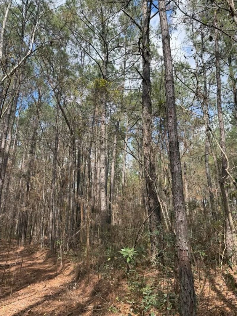 0 School Bus Rd  Photo 11