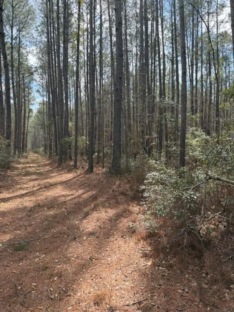 0 School Bus Rd  Photo 5