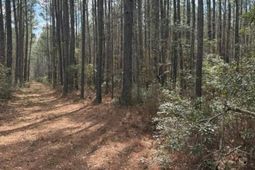 0 School Bus Rd  photo 4