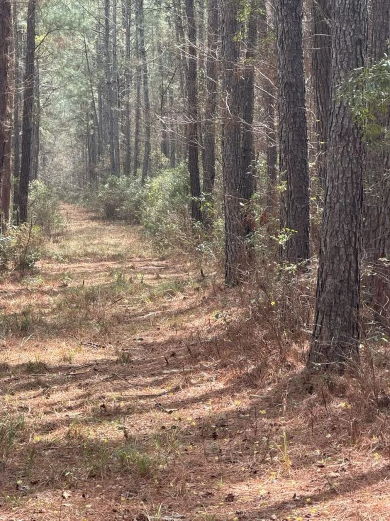 0 School Bus Rd  Photo 6