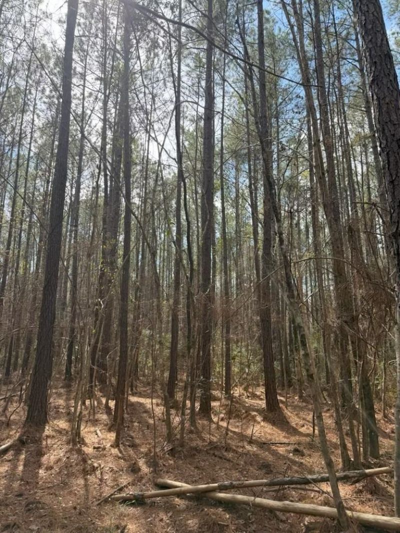 0 School Bus Rd  Photo 9