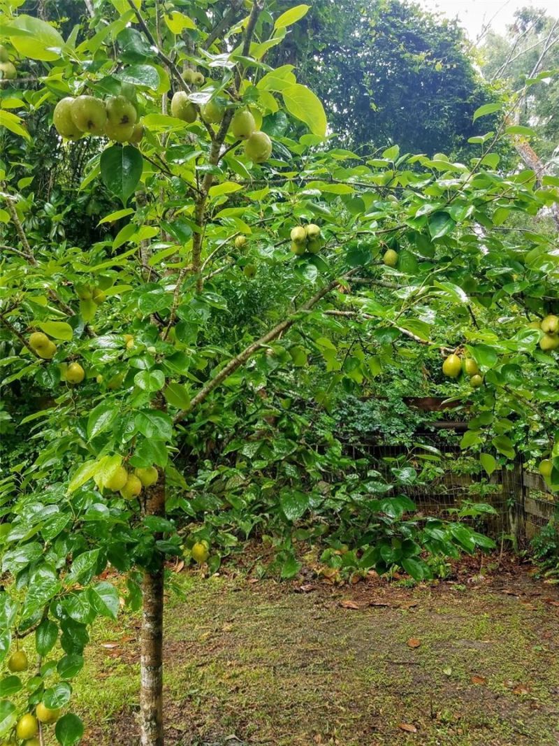 12182 SW State Road 45, Archer, FL 32618 Photo