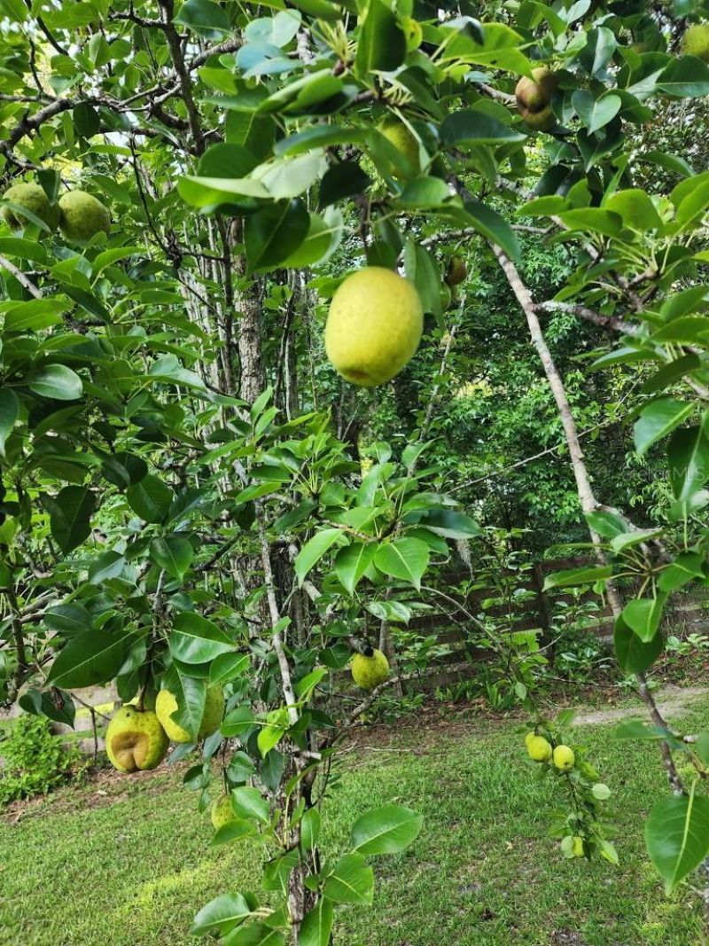 12182 SW State Road 45, Archer, FL 32618 Photo