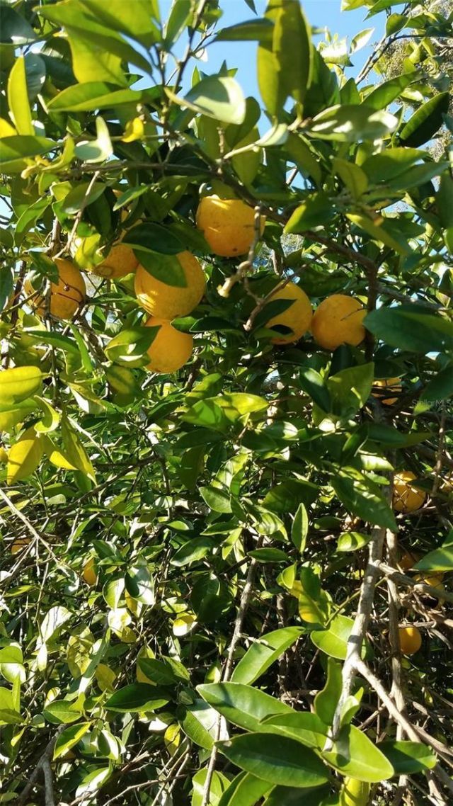 12182 SW State Road 45, Archer, FL 32618 Photo